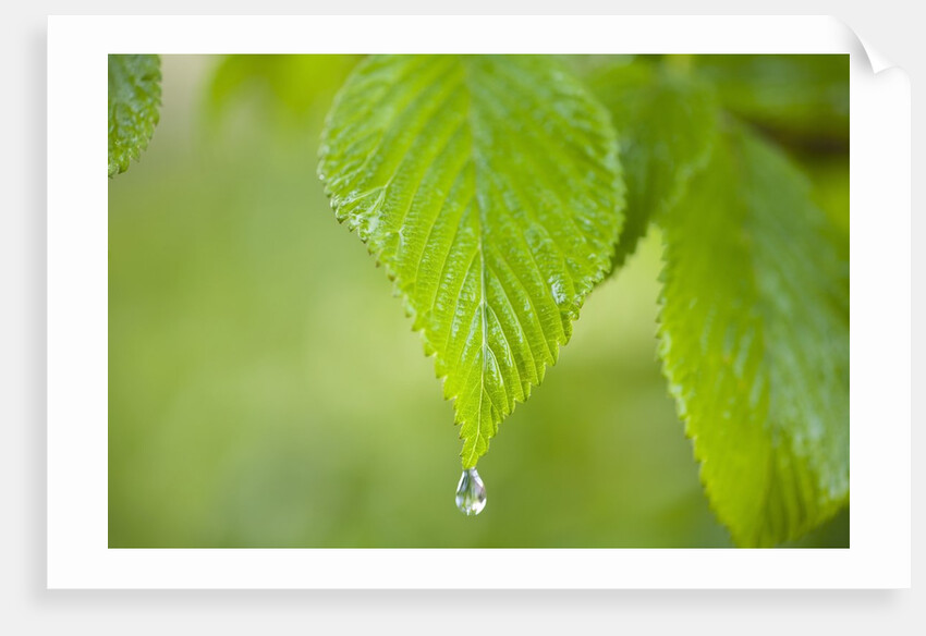 Rain drop on a leaf by Anonymous