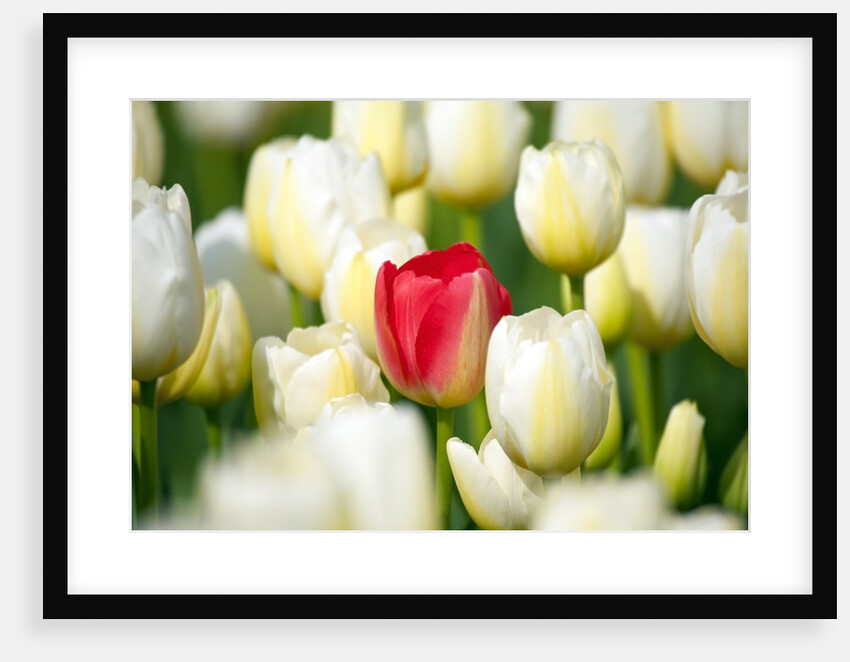 Red tulip in a field of white tulips by Anonymous