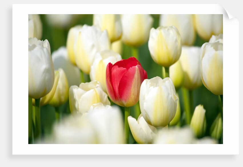 Red tulip in a field of white tulips by Anonymous