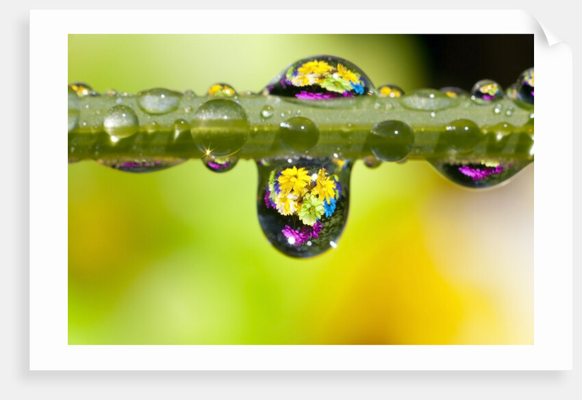 Dew drops reflecting flowers by Anonymous