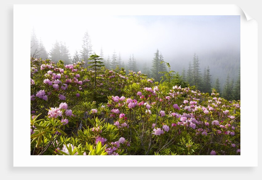 Rhododendron bushes and morning fog along Lolo Pass by Anonymous