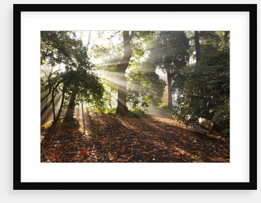 Sunrise through fog and trees by Anonymous