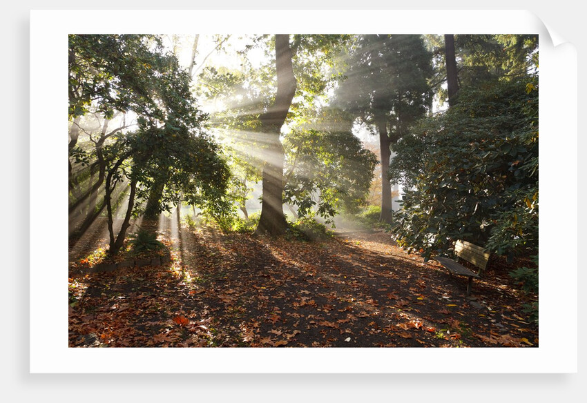 Sunrise through fog and trees by Anonymous
