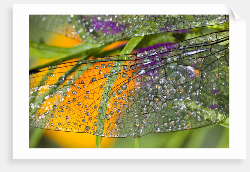 Morning dew on a dragonfly wing by Anonymous