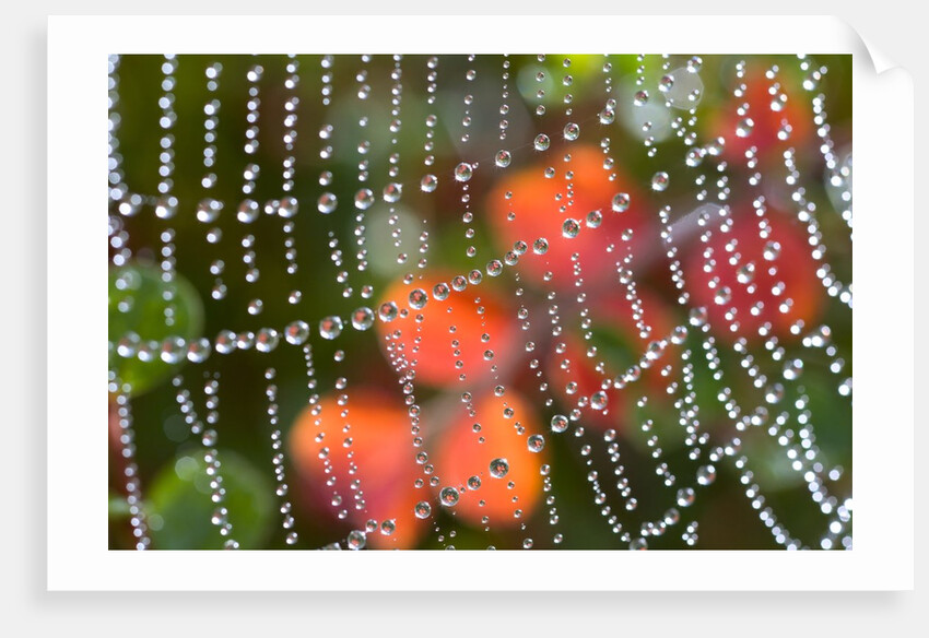 Dew on a spiderweb by Anonymous