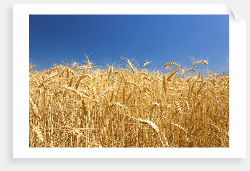 Wheat field by Anonymous