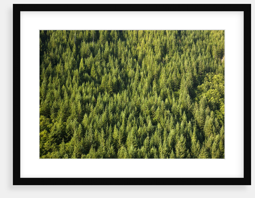 Evergreen forest near Mount Hood by Anonymous