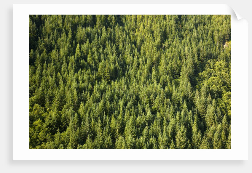 Evergreen forest near Mount Hood by Anonymous