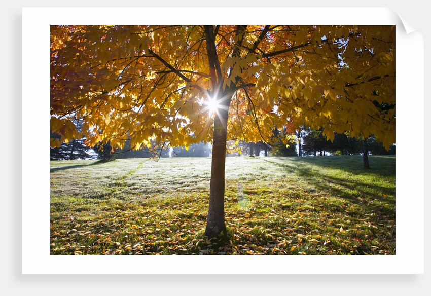 Sunshine through a fall tree by Anonymous