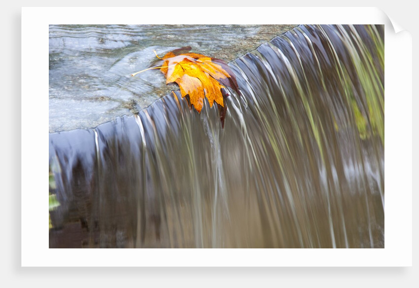 Fall leaf on top of a waterfall by Anonymous