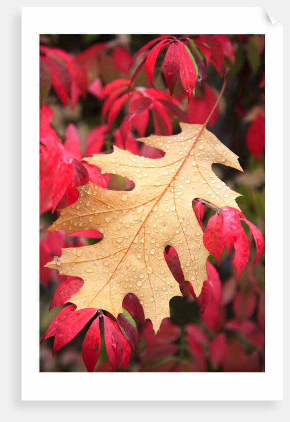 Water droplets on a fall leaf by Anonymous