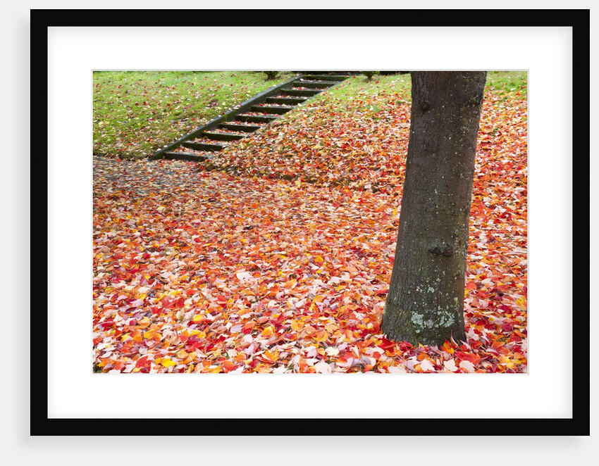 Autumn leaves on the ground by Anonymous