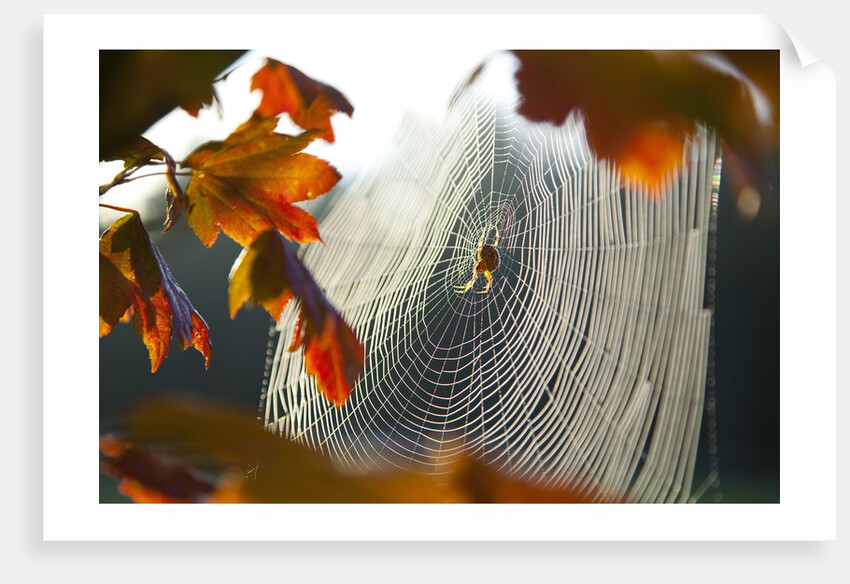 Orb spider on its web by Anonymous