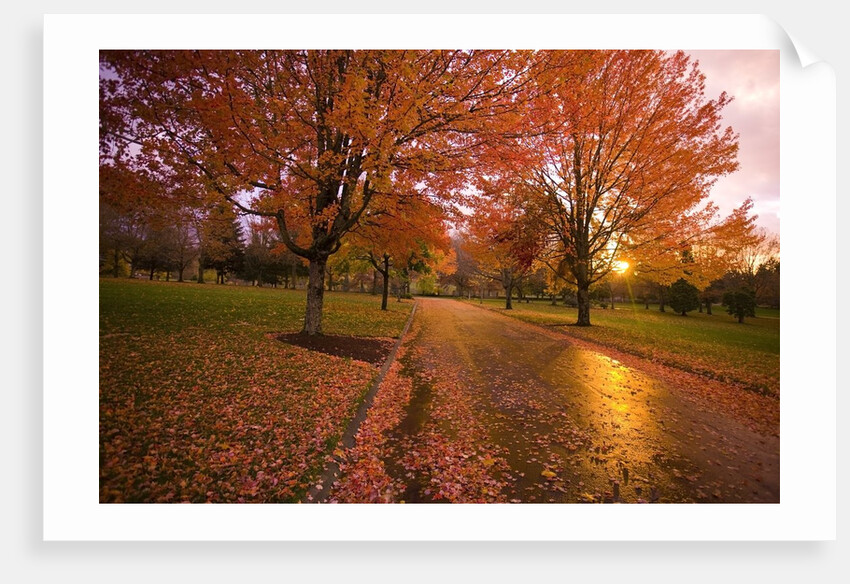 Sunset in autumn along a country road by Anonymous