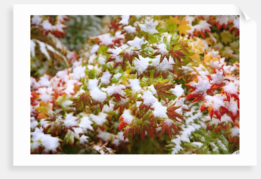 Snow on autumn vine maple by Anonymous