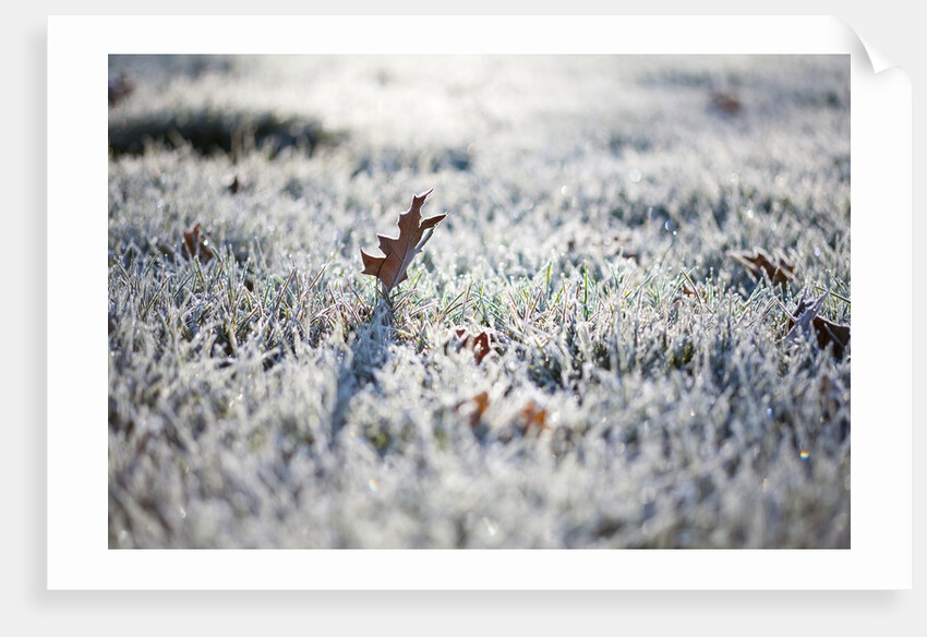 Frost on grass and autumn leaves by Anonymous