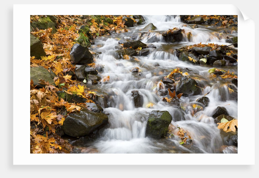 Water running over rocks in Wahkeena Creek by Anonymous