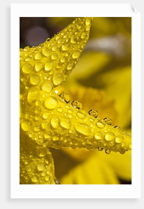 Close-up of dew on daffodil petals by Anonymous