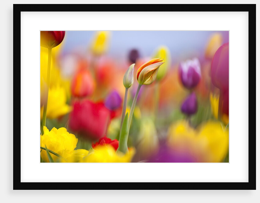 Close-up of tulips by Anonymous