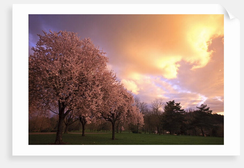 Blooming cherry trees at sunset by Anonymous