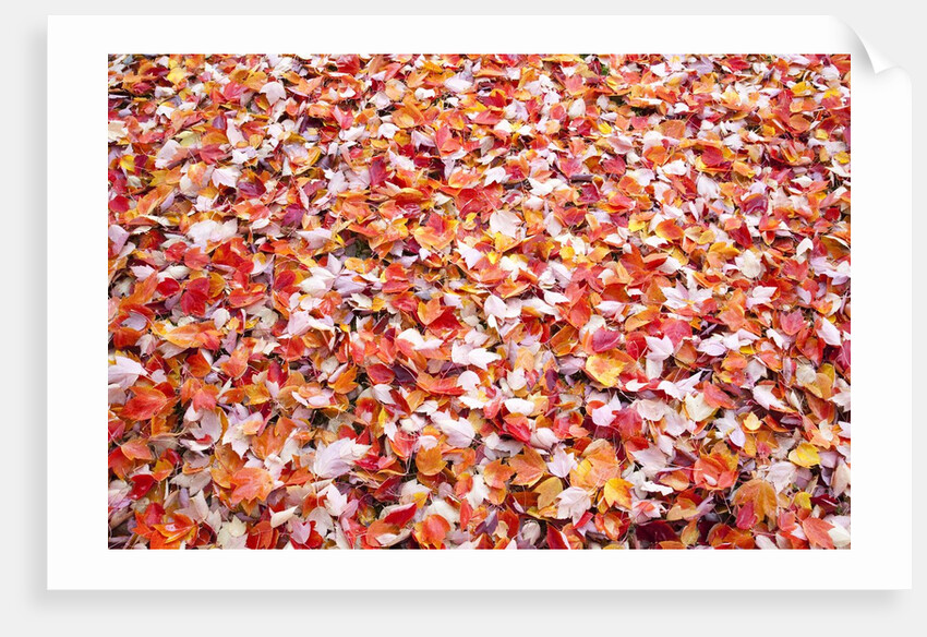 Pile of autumn leaves by Anonymous