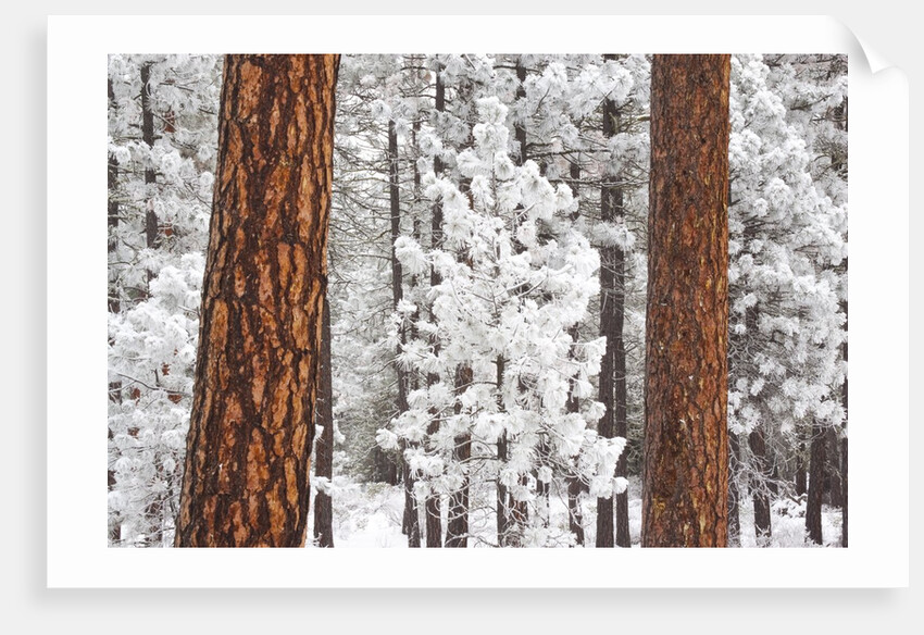 Snow covered ponderosa pine trees by Anonymous