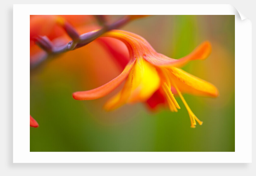 Close-up of a flower by Anonymous