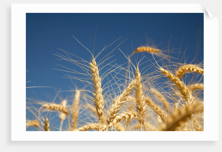 Wheat field by Anonymous