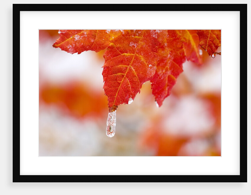 Snow and ice on an autumn vine maple by Anonymous