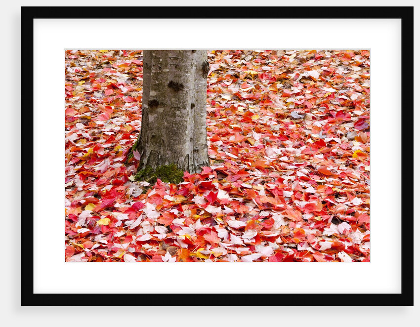 Pile of autumn leaves around tree trunk by Anonymous