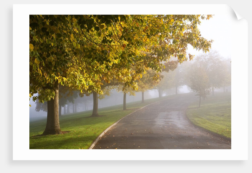 Misty autumn trees by Anonymous