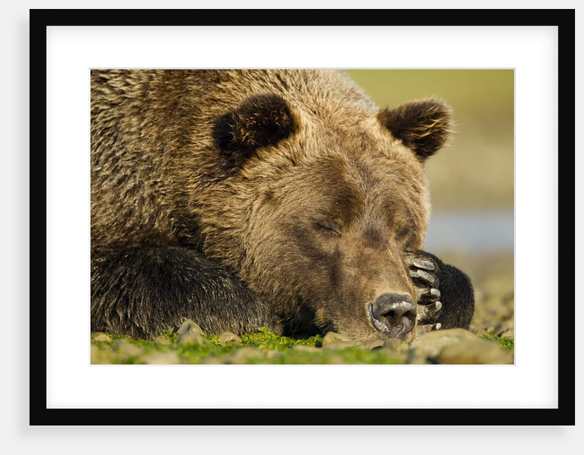Sleeping Brown Bear, Katmai National Park, Alaska by Anonymous