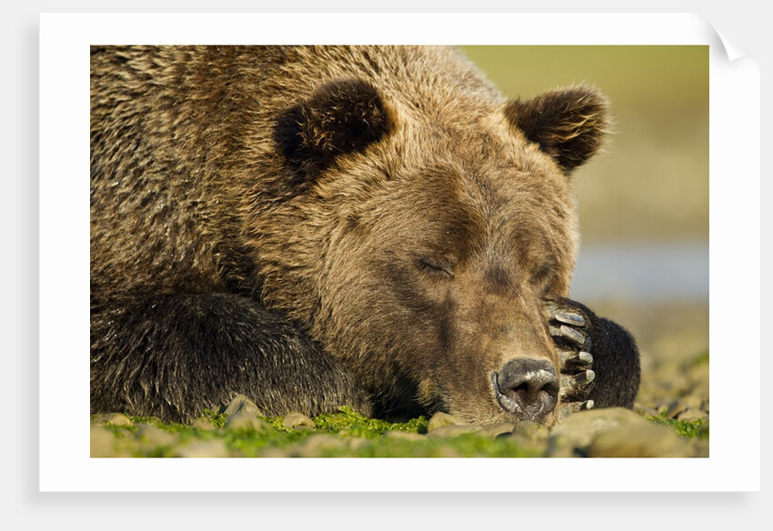 Sleeping Brown Bear, Katmai National Park, Alaska by Anonymous