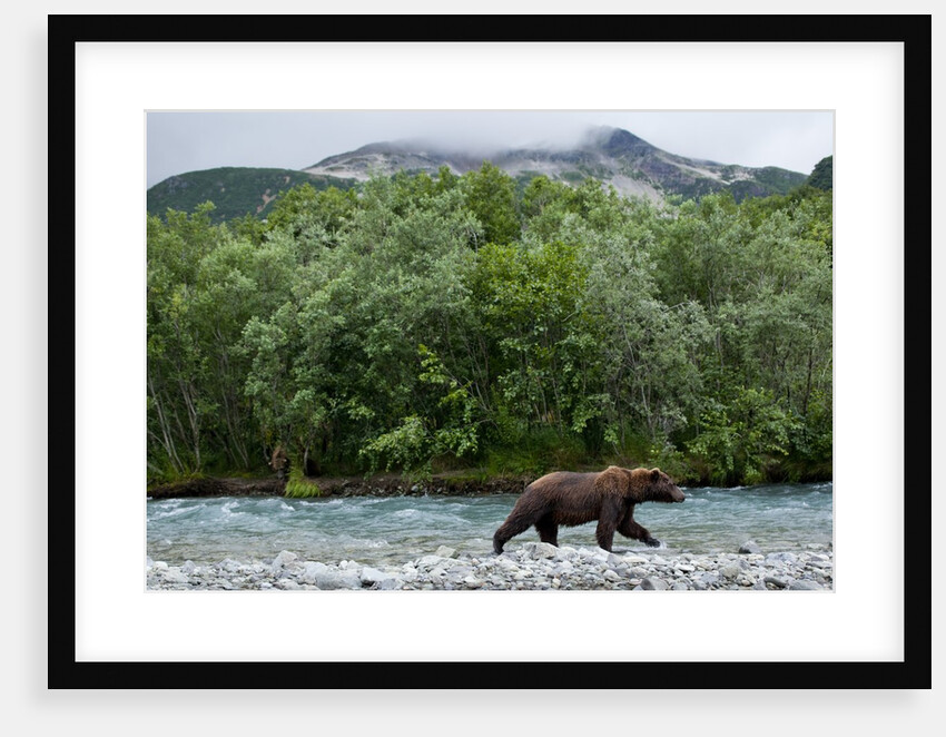 Brown Bear, Katmai National Park, Alaska by Anonymous