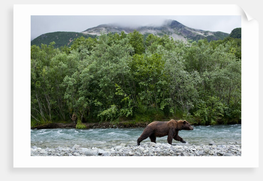 Brown Bear, Katmai National Park, Alaska by Anonymous