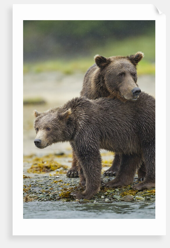 Brown Bear and Cub, Katmai National Park, Alaska by Anonymous