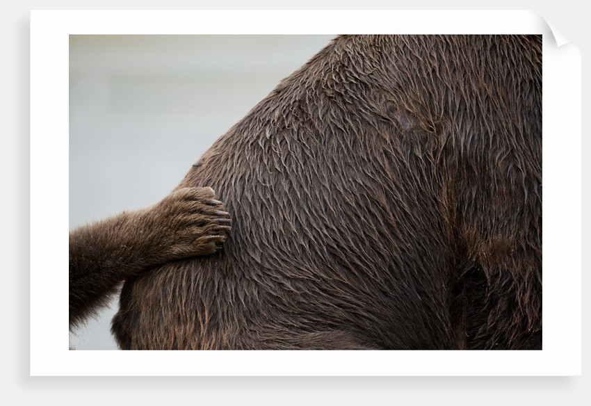 Grizzly Bear, Katmai National Park, Alaska by Anonymous