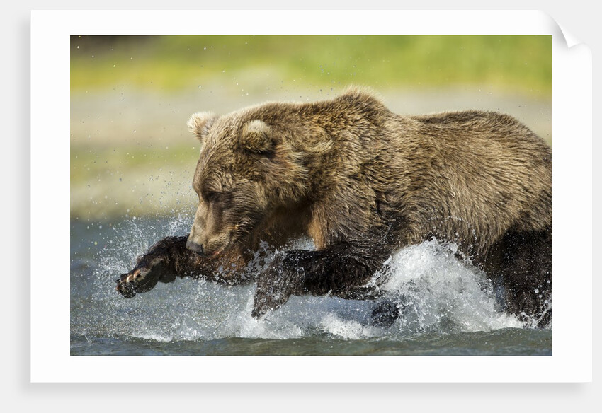 Brown Bear Fishing, Katmai National Park, Alaska by Anonymous