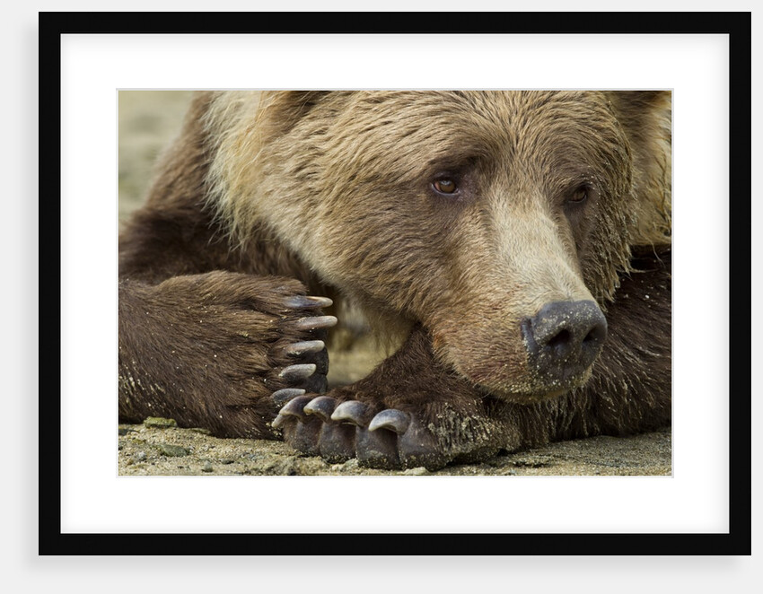 Resting Brown Bear, Katmai National Park, Alaska by Anonymous