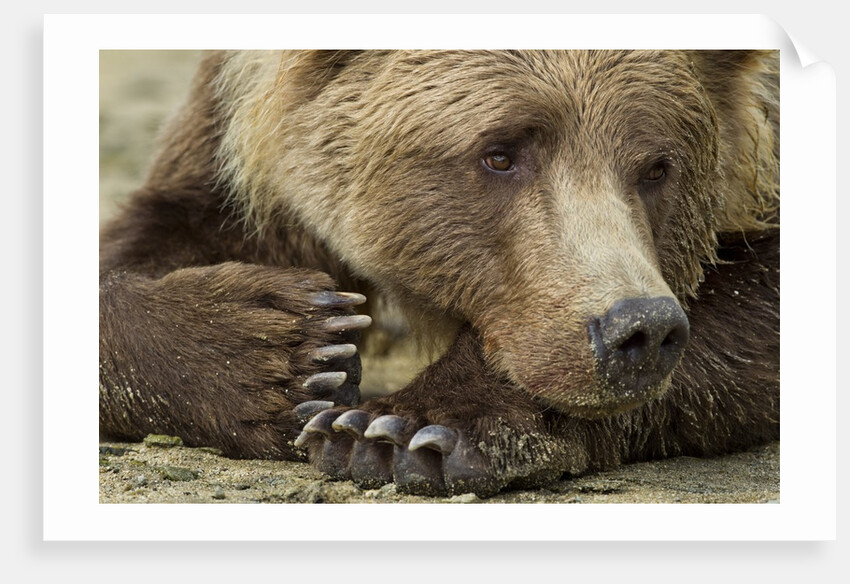 Resting Brown Bear, Katmai National Park, Alaska by Anonymous