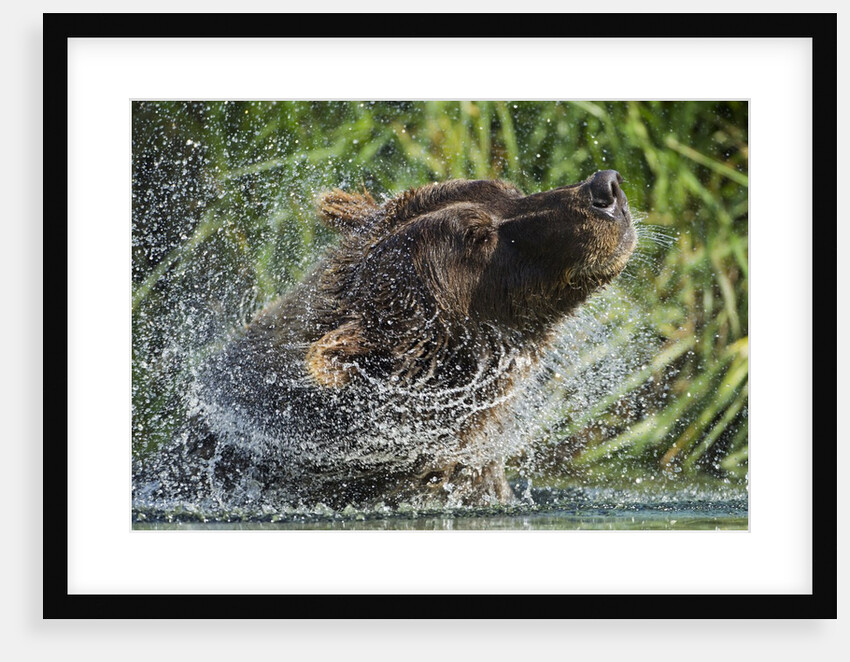 Brown Bear Fishing in Salmon Stream, Katmai National Park, Alaska by Anonymous