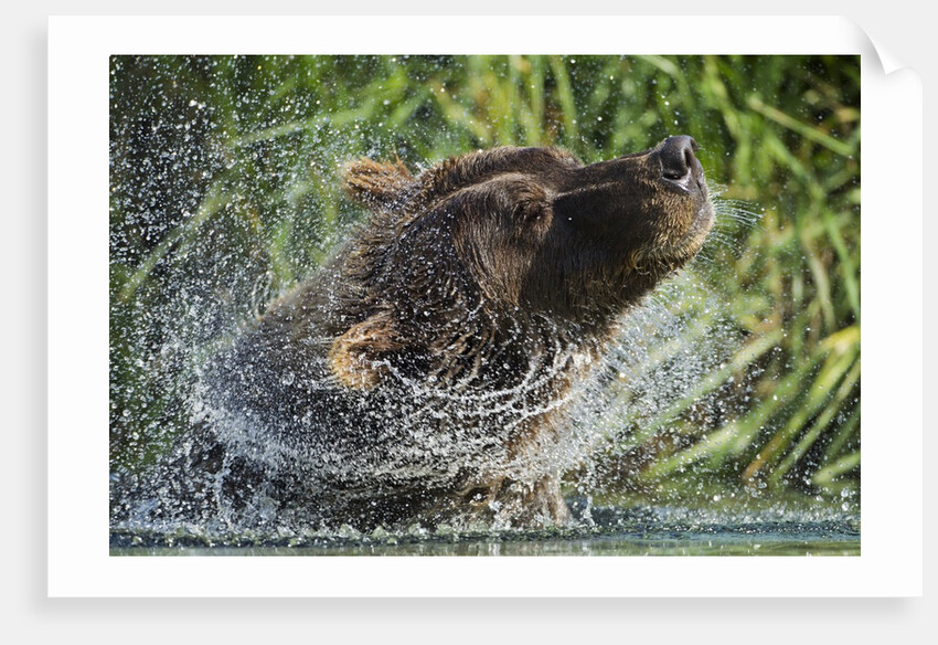 Brown Bear Fishing in Salmon Stream, Katmai National Park, Alaska by Anonymous