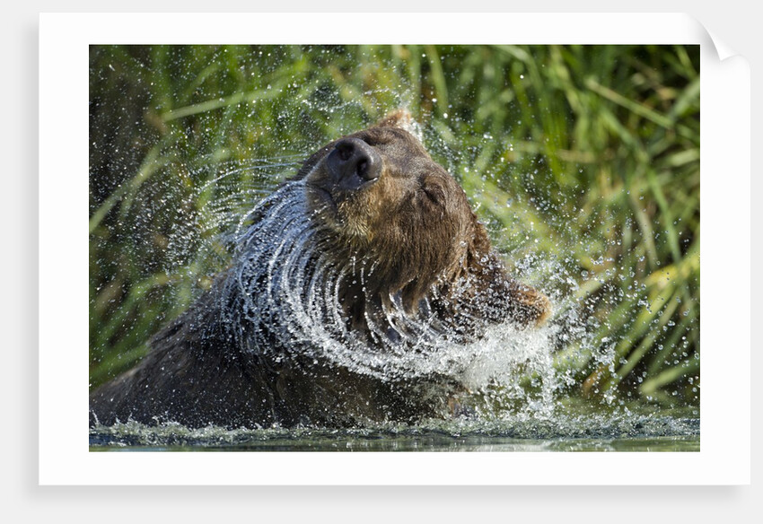 Brown Bear Fishing in Salmon Stream, Katmai National Park, Alaska by Anonymous
