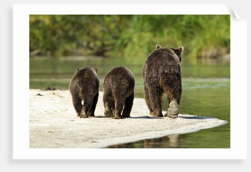 Brown Bear and Cubs, Katmai National Park, Alaska by Anonymous