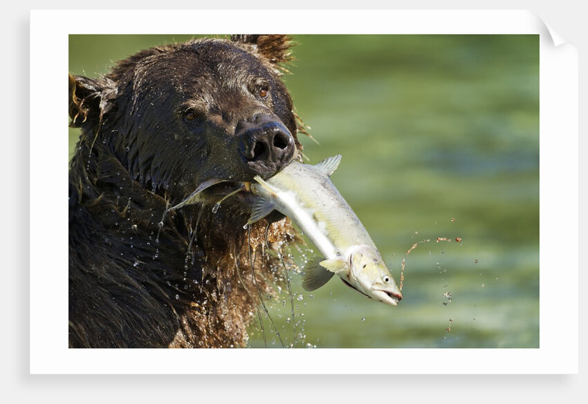 Brown Bear Fishing for Salmon, Katmai National Park, Alaska by Anonymous