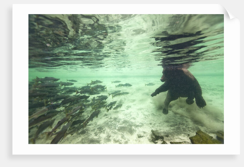 Underwater Brown Bear, Katmai National Park, Alaska by Anonymous