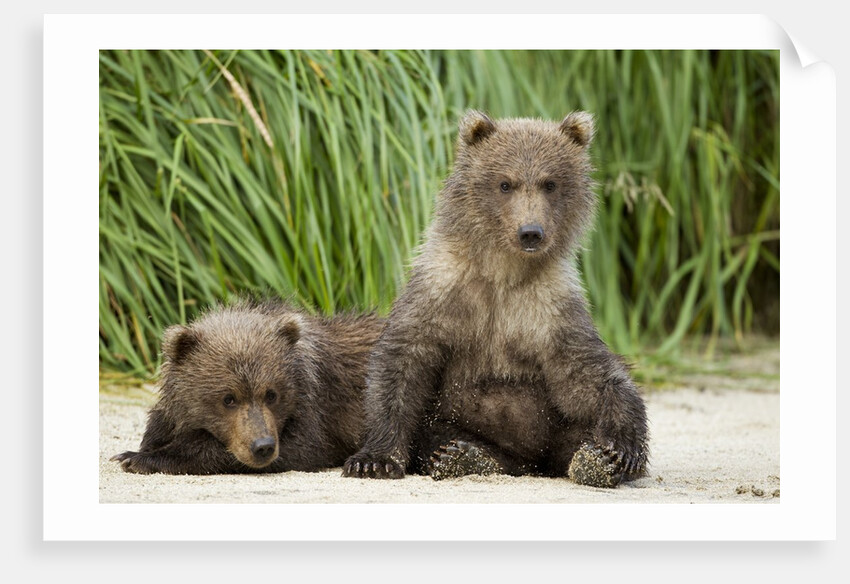 Brown Bear Cubs, Katmai National Park, Alaska by Anonymous