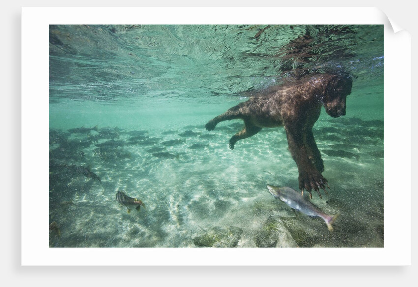 Underwater Brown Bear, Katmai National Park, Alaska by Anonymous