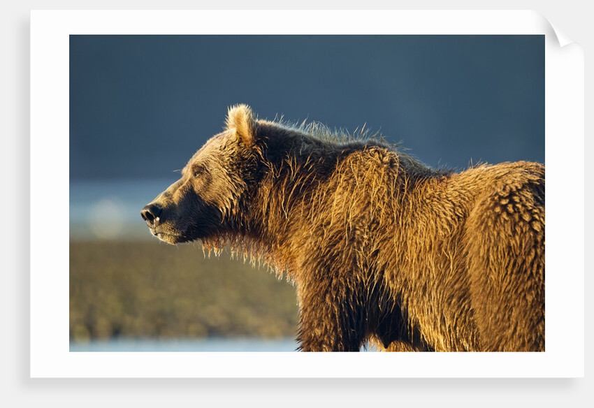 Brown Bear at Dawn, Katmai National Park, Alaska by Anonymous
