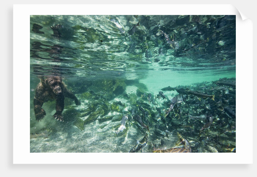 Underwater Brown Bear, Katmai National Park, Alaska by Anonymous